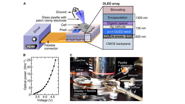 University of St Andrews - Illustration of optogenetic cell stimulation with OLED microarrays University of St Andrews - Illustration of optogenetic cell stimulation with OLED microarrays